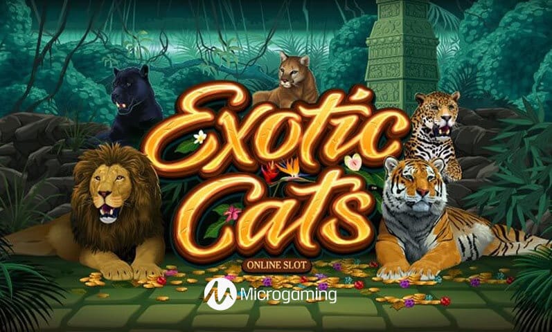 Exotic Cats Slots Mega Reel